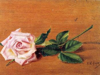 George Loftus Noyes : Rose